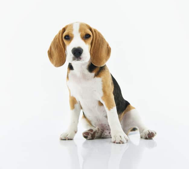 Beagle sentado com as orelhas caídas 