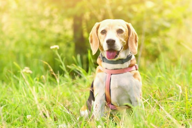 Beagle sentado na grama com a língua de fora