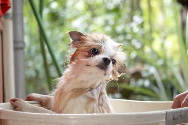 Cachorro tomando banho dentro da bacia