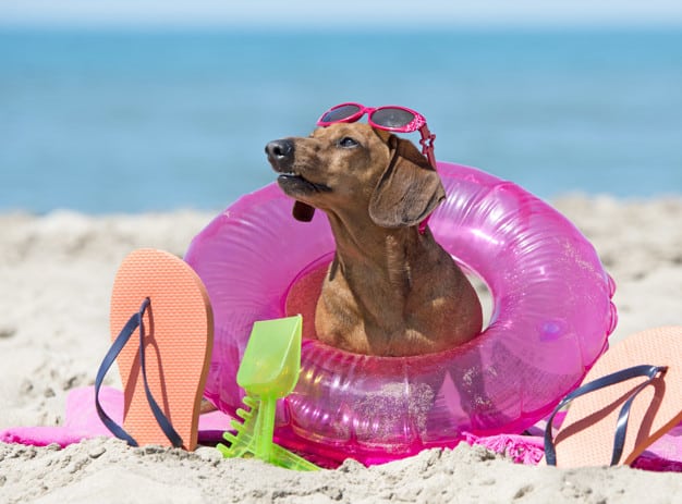 Cachorro Dachshund sentado na areia da praia
