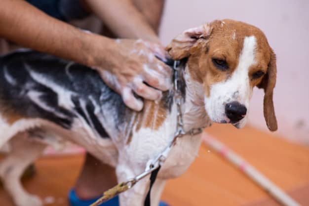 Homem dando banho no cachorro
