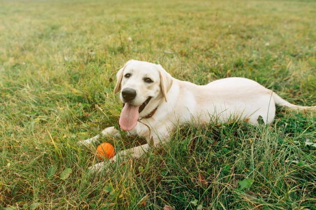Labrador deitado na grama com a língua de fora