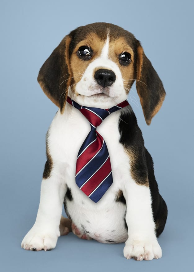 Beagle sentado com uma gravata no pescoço