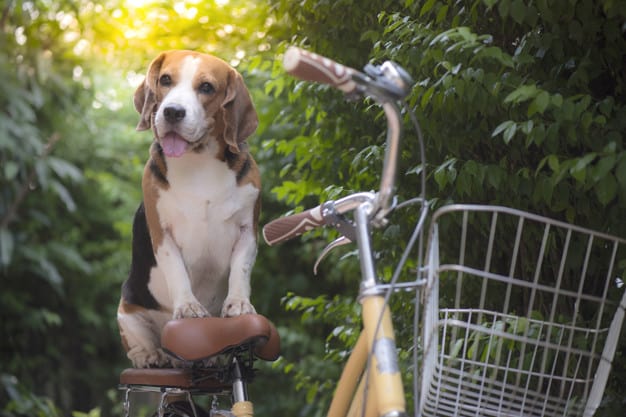 Beagle sentado na garupa da bicicleta
