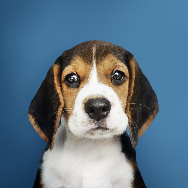 Beagle com uma cara triste