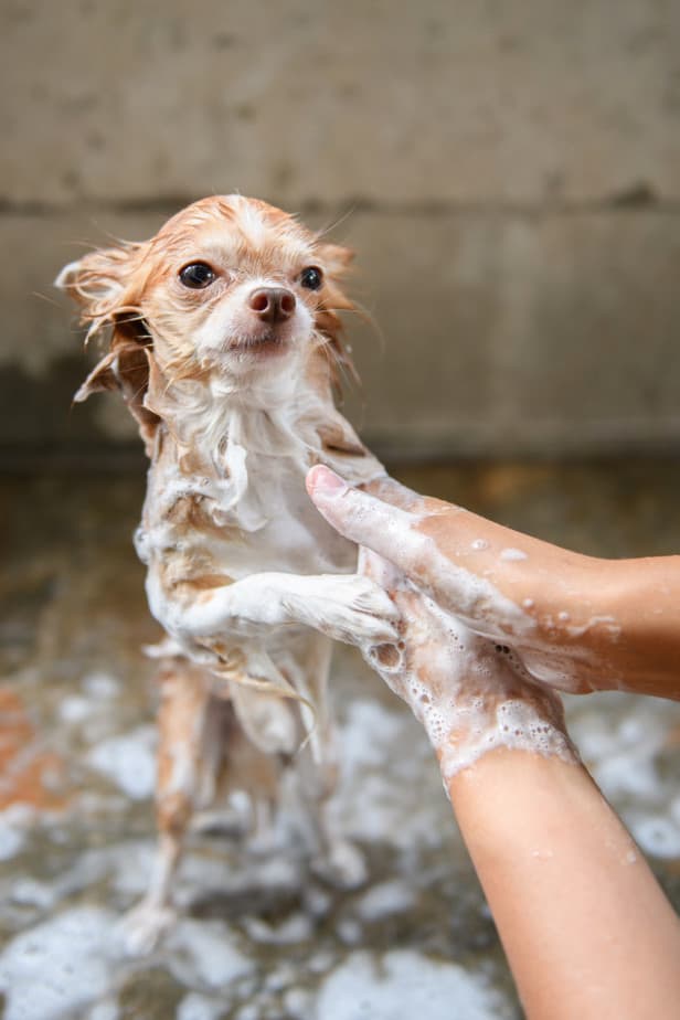 Cuidados na hora do banho do cachorro