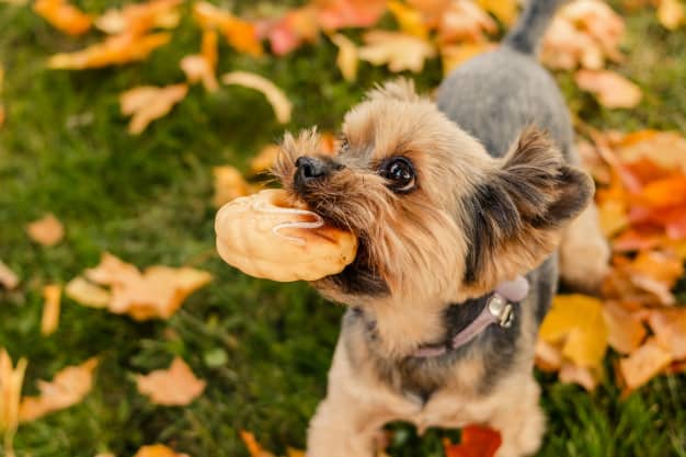 Cachorro com um pão na boca