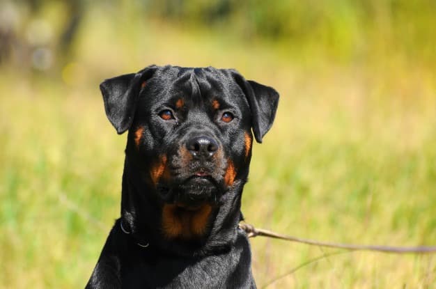 Rottweiler: Características da raça, personalidade, preço e filhotes