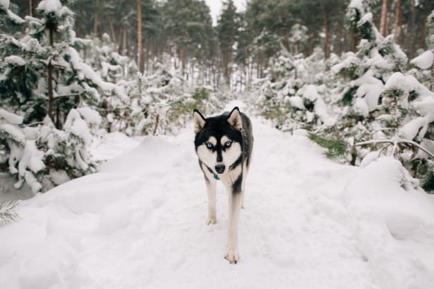 Husky Siberiano: Preço, personalidade e alimentação