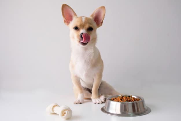 Chihuahua comendo ração 