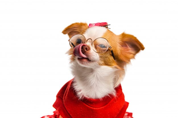 Chihuahua com óculos