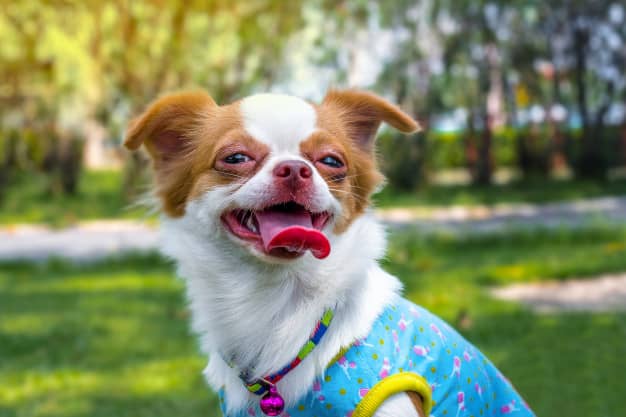 Chihuahua com a língua de fora e roupa de cachorro