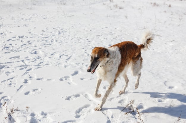Borzói magro andando na neve