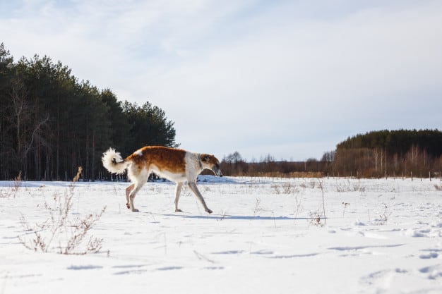 Borzói (Wolfhound)