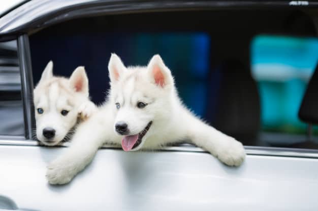 Dois Husky Siberiano na janela do carro