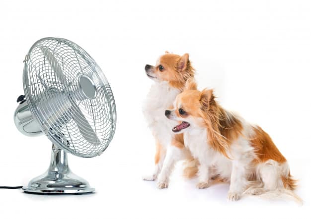 Dois Chihuahuas parados na frente do ventilador em fundo branco
