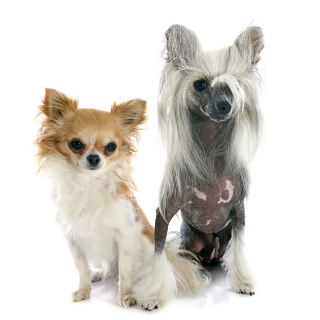 Dois Chinese Crested Dog olhado para a foto 
