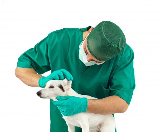 Veterinário examinando o cachorro