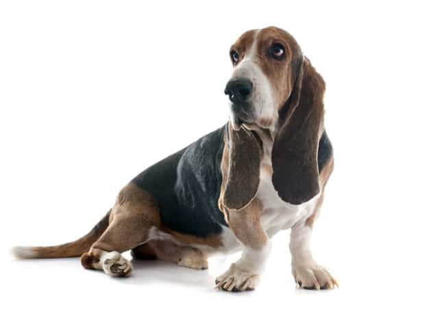 Bloodhound (Cão de Santo Humberto): Preço, Foto e Cuidados