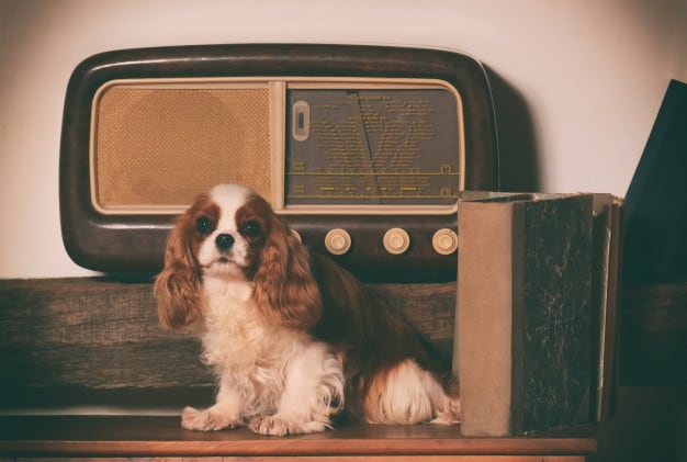 Música traz benefícios à saúde dos cães