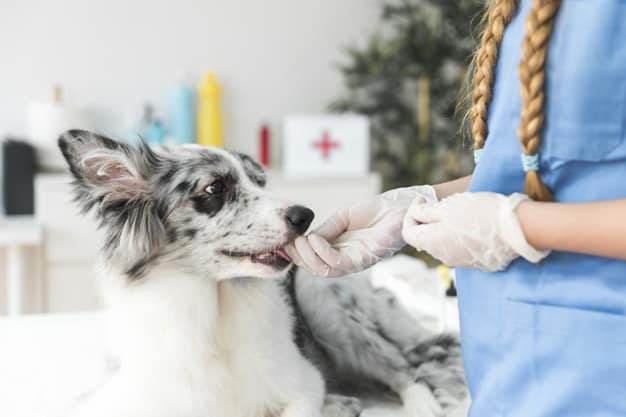 Veterinária colocando um comprimido na boca do cachorro