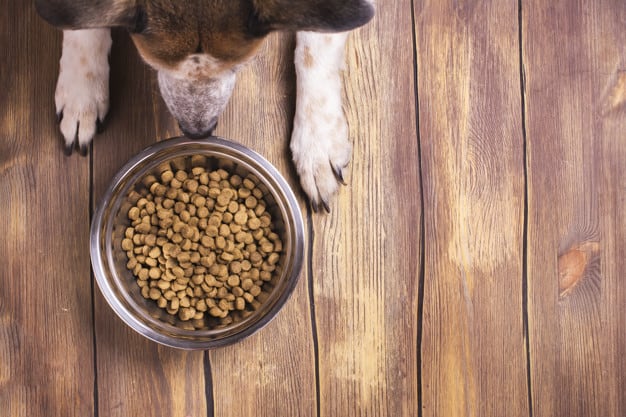 Como lidar com cães que se recusam a comer