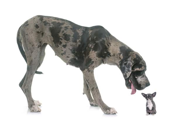 Dogue Alemão e um cachorrinho em fundo branco