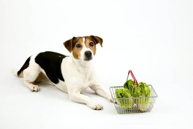 10 Legumes e Verduras Permitidos Para Cães