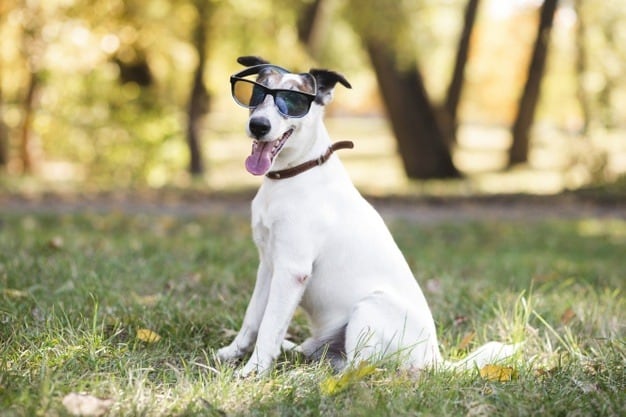 Jack Russell Terrier: Características da raça, comportamento e preço