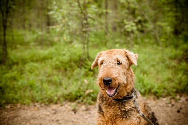 Airedale Terrier: Características da raça, fotos, temperamento e preço