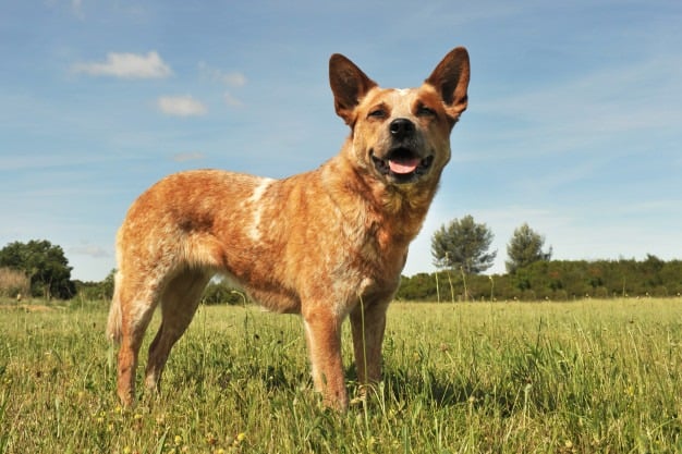 Australian Cattle Dog (Boiadeiro australiano): Características, personalidade e fotos