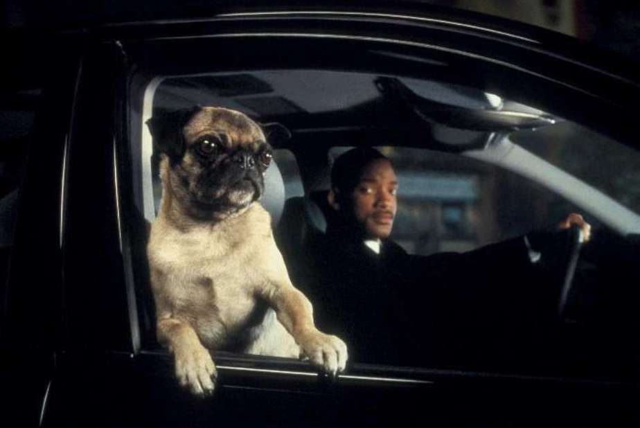 Os 10 Cachorros Mais Famosos do Cinema