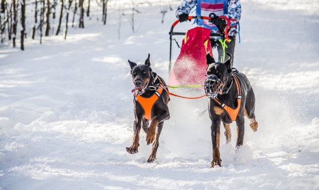 Dois Dobermans correndo na neve