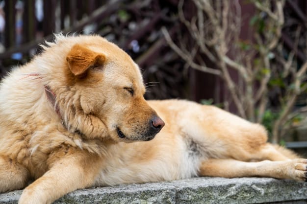 Cachorro deitado em cima de uma pedra e com os olhos fechados