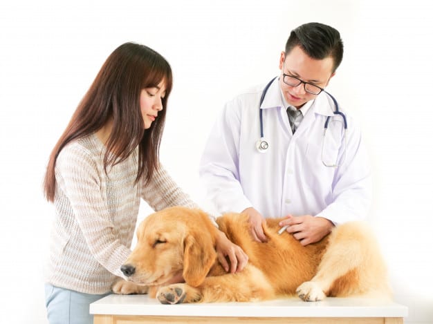 Vacinação dos Cães: Cronograma, Dicas e Informações