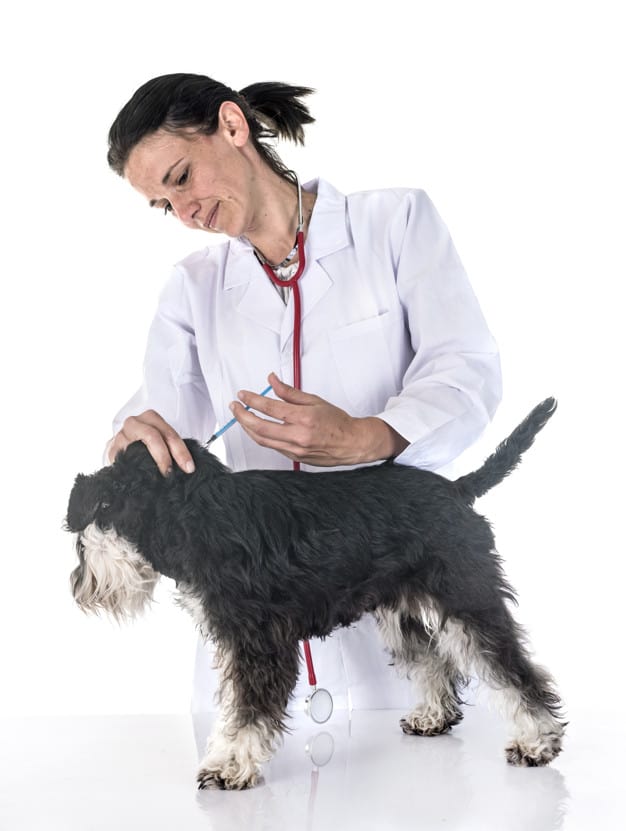 Vacinação dos Cães: Cronograma, Dicas e Informações