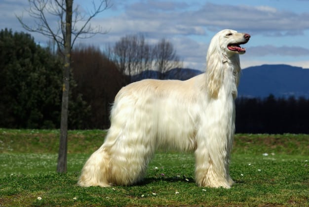 Cães de pelagem branca precisam de cuidados especiais