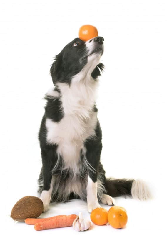 Cachorro equilibrando a fruta em fundo branco