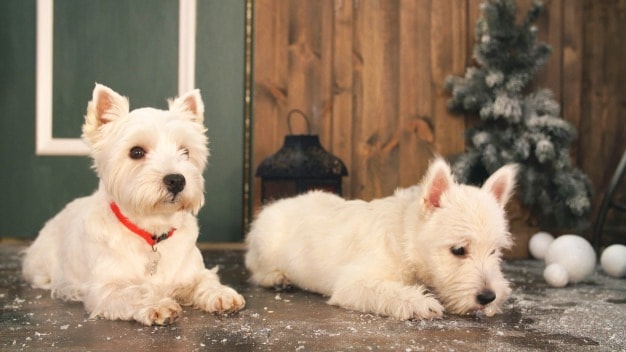 West Highland White Terrier: Características da raça, fotos, temperamento e preço