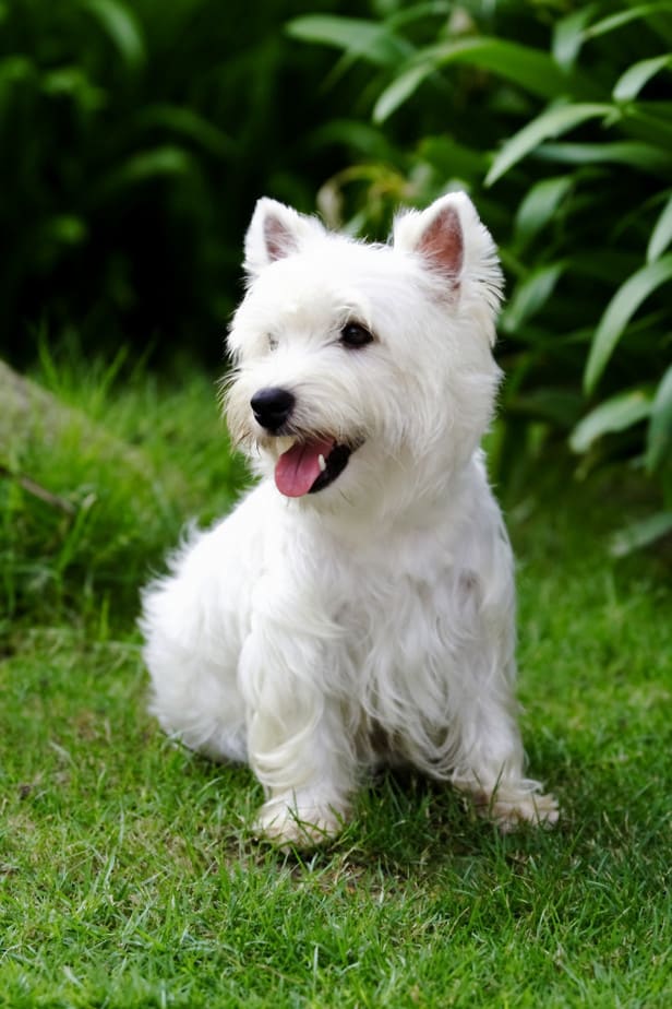 West Highland White Terrier com a língua pra fora