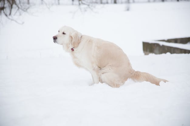 Cachorro fazendo suas necessidades na neve