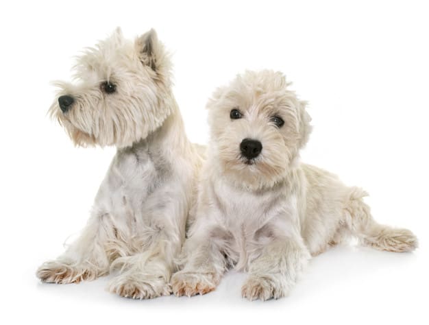 Dois West Highland White Terrier em fundo branco
