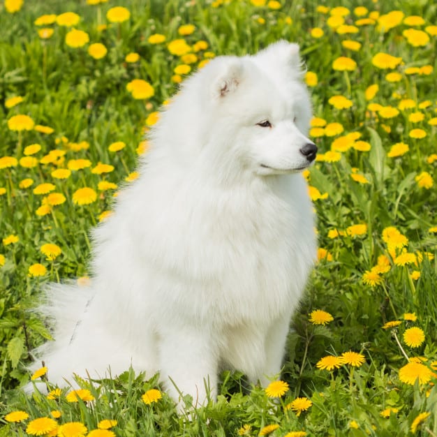 Cães peludos: 5 raças para conhecer e se apaixonar