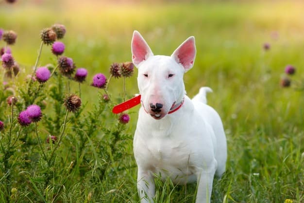 Bull Terrier: Características da raça, comportamento, alimentação e preço