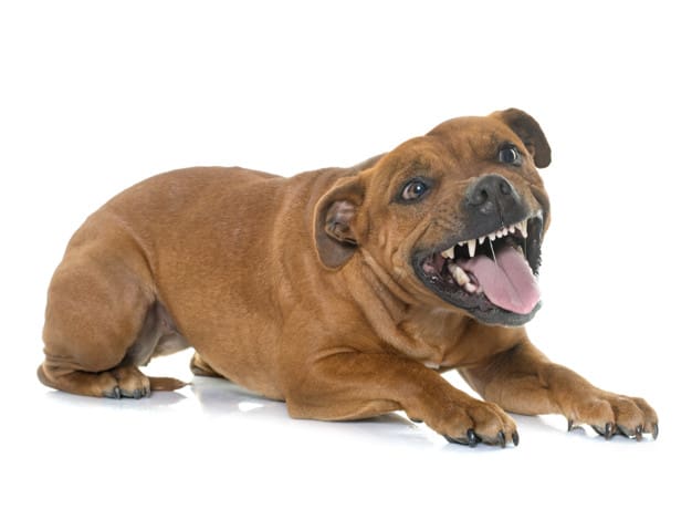 Bull Terrier com a boca aberta em fundo branco