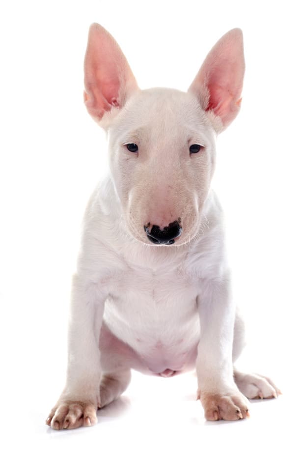 Bull Terrier em fundo branco
