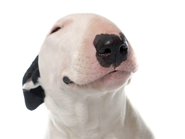 Bull Terrier fêmea sorrindo em fundo branco