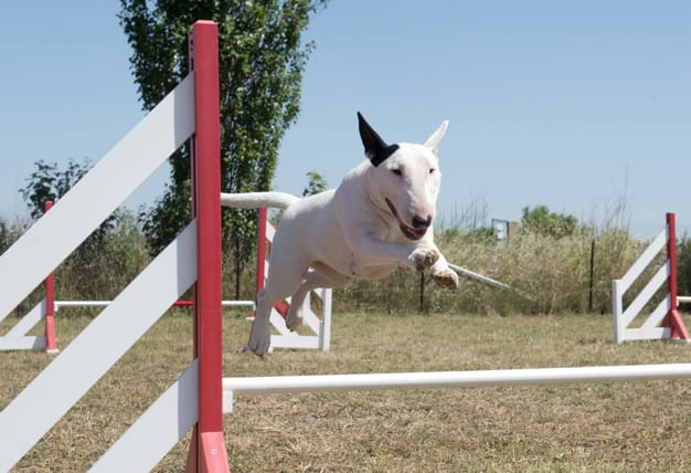 Bull Terrier dando um pulo sobre a barra de ferro
