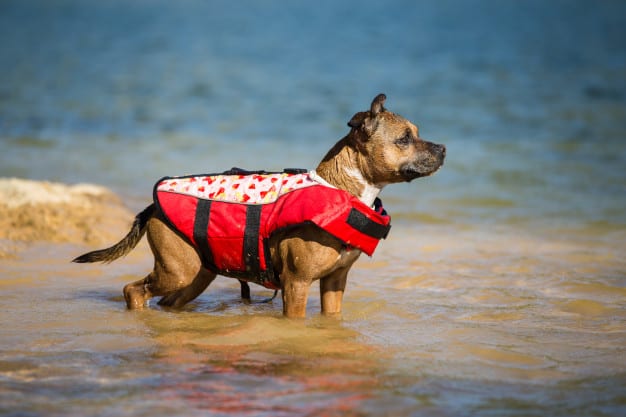 Bull Terrier na praia