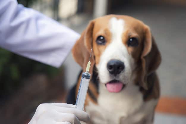 Beagle olhando pra injeção